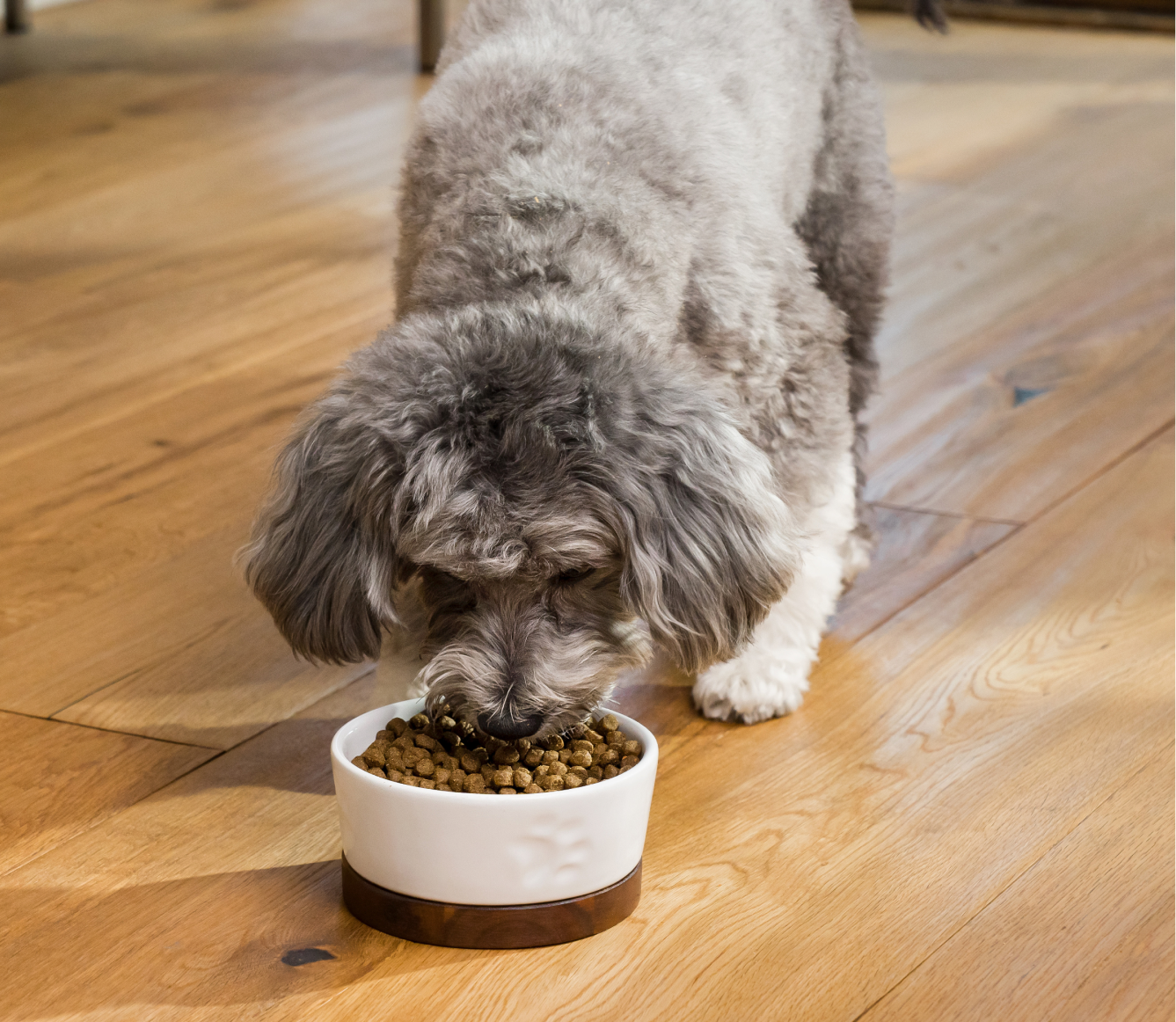 Pollock & Oatmeal Digestive Health Dog Kibble